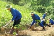 Cao su Việt Nam gặp quá nhiều thách thức